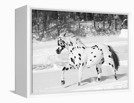 Appaloosa Horse Trotting Through Snow, USA-Lynn M. Stone-Framed Premier Image Canvas