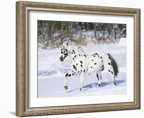 Appaloosa Horse Trotting Through Snow, USA-Lynn M^ Stone-Framed Photographic Print