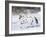 Appaloosa Horse Trotting Through Snow, USA-Lynn M^ Stone-Framed Photographic Print