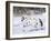 Appaloosa Horse Trotting Through Snow, USA-Lynn M^ Stone-Framed Photographic Print