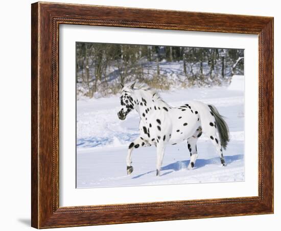 Appaloosa Horse Trotting Through Snow, USA-Lynn M^ Stone-Framed Photographic Print