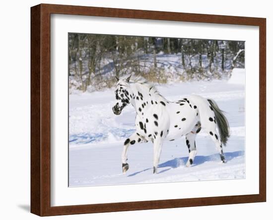 Appaloosa Horse Trotting Through Snow, USA-Lynn M^ Stone-Framed Photographic Print