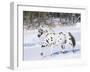 Appaloosa Horse Trotting Through Snow, USA-Lynn M^ Stone-Framed Photographic Print