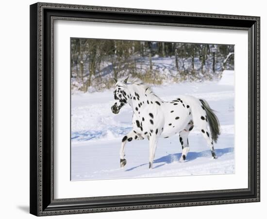 Appaloosa Horse Trotting Through Snow, USA-Lynn M^ Stone-Framed Photographic Print