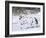 Appaloosa Horse Trotting Through Snow, USA-Lynn M^ Stone-Framed Photographic Print