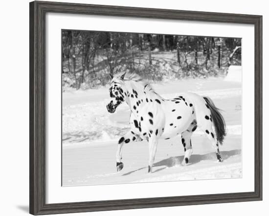 Appaloosa Horse Trotting Through Snow, USA-Lynn M. Stone-Framed Photographic Print