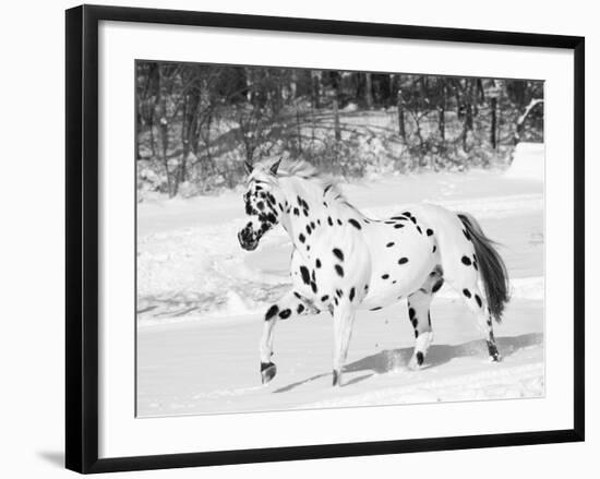 Appaloosa Horse Trotting Through Snow, USA-Lynn M. Stone-Framed Photographic Print