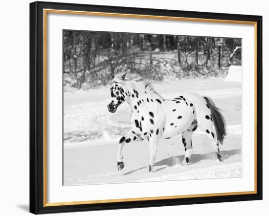 Appaloosa Horse Trotting Through Snow, USA-Lynn M. Stone-Framed Photographic Print