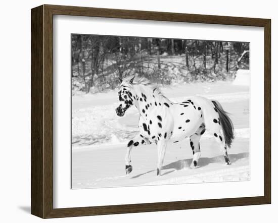 Appaloosa Horse Trotting Through Snow, USA-Lynn M. Stone-Framed Photographic Print