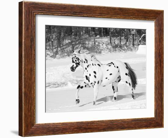 Appaloosa Horse Trotting Through Snow, USA-Lynn M. Stone-Framed Photographic Print