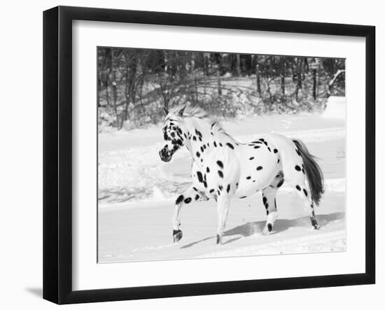 Appaloosa Horse Trotting Through Snow, USA-Lynn M. Stone-Framed Photographic Print