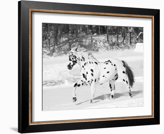 Appaloosa Horse Trotting Through Snow, USA-Lynn M. Stone-Framed Photographic Print