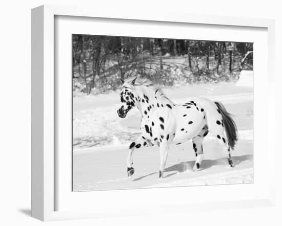 Appaloosa Horse Trotting Through Snow, USA-Lynn M. Stone-Framed Photographic Print