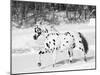 Appaloosa Horse Trotting Through Snow, USA-Lynn M. Stone-Mounted Photographic Print