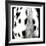 Appaloosa-Ray Hartl-Framed Collectable Print