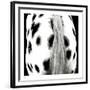 'Appaloosa' Collectable Print - Ray Hartl | Art.com