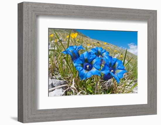 Appennine Trumpet Gentian in flower, Appennines, Italy-Paul Harcourt Davies-Framed Photographic Print