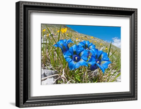 Appennine Trumpet Gentian in flower, Appennines, Italy-Paul Harcourt Davies-Framed Photographic Print