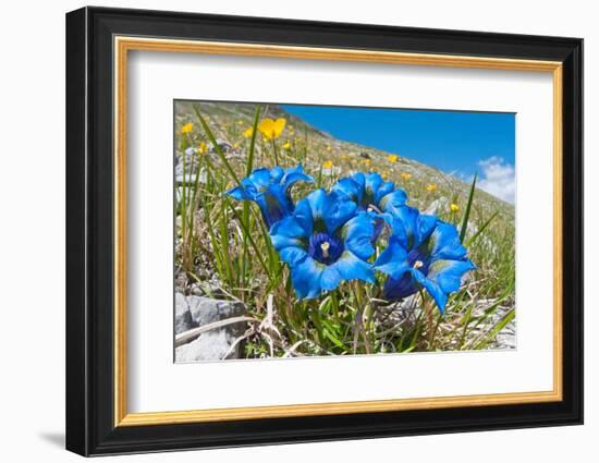 Appennine Trumpet Gentian in flower, Appennines, Italy-Paul Harcourt Davies-Framed Photographic Print