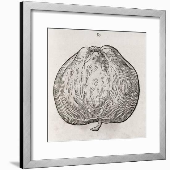 Apple, 16th Century-Middle Temple Library-Framed Photographic Print