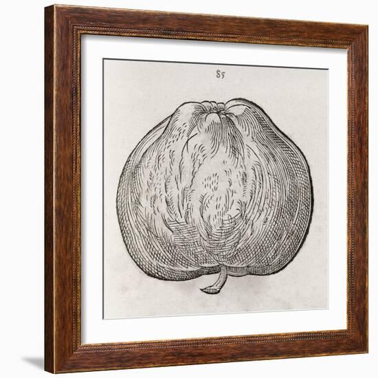 Apple, 16th Century-Middle Temple Library-Framed Photographic Print