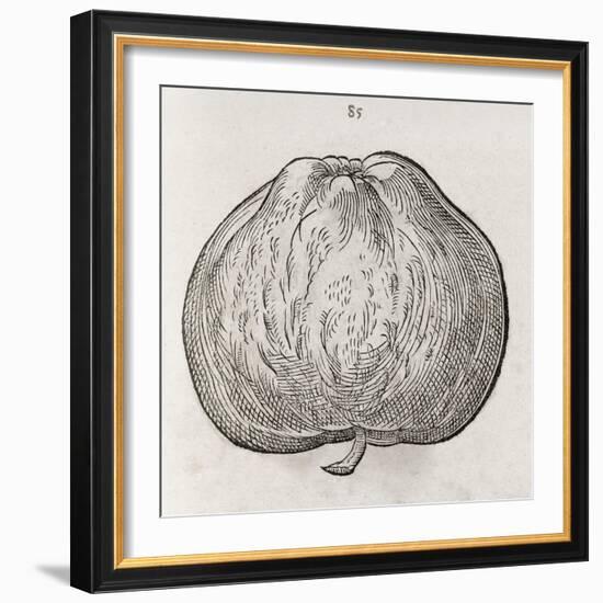 Apple, 16th Century-Middle Temple Library-Framed Photographic Print