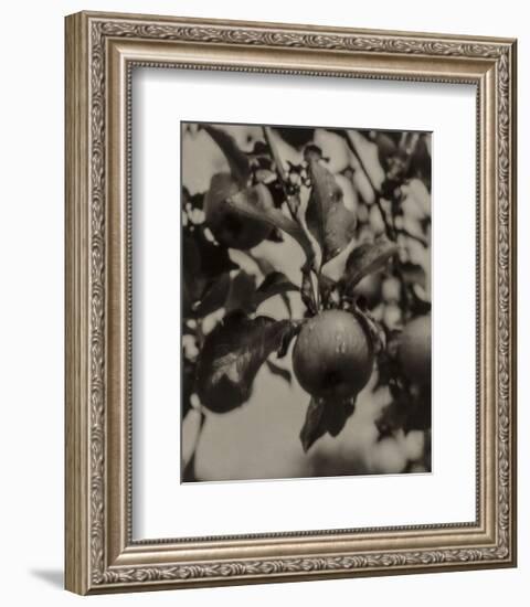 Apple and Drops of Rain, Lake George, 1922-Alfred Stieglitz-Framed Art Print