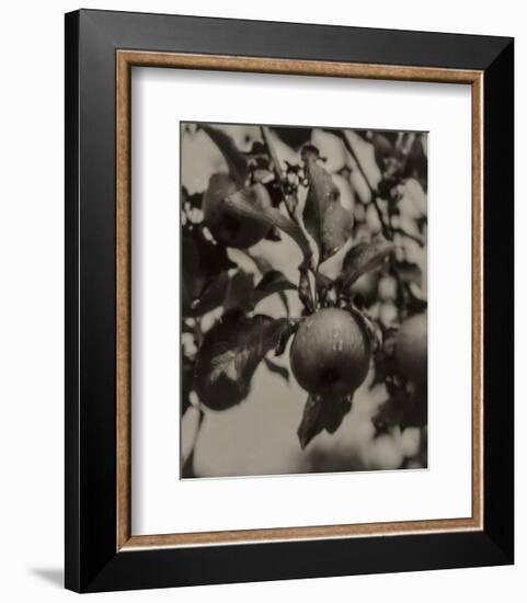 Apple and Drops of Rain, Lake George, 1922-Alfred Stieglitz-Framed Art Print