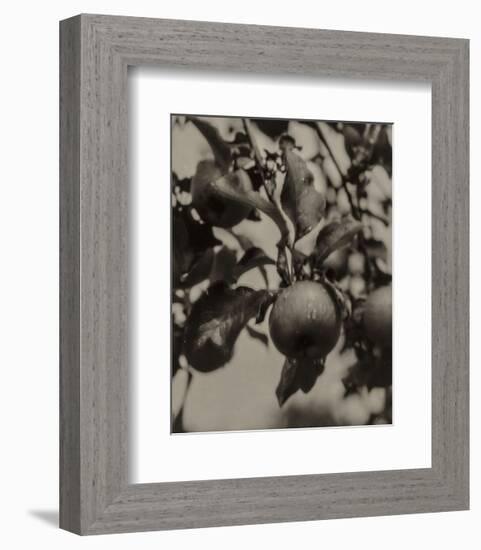 Apple and Drops of Rain, Lake George, 1922-Alfred Stieglitz-Framed Art Print