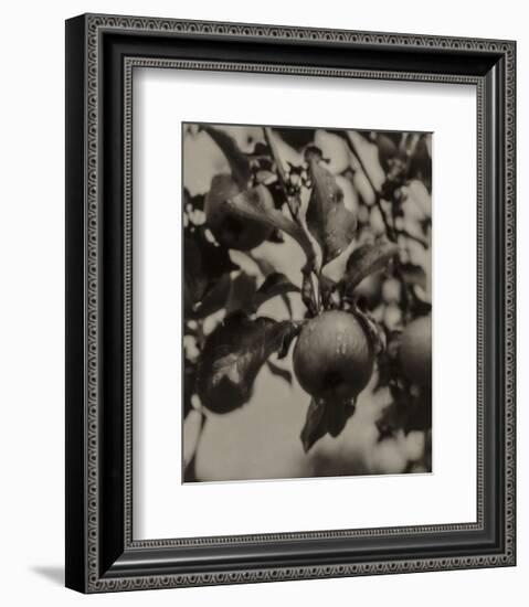 Apple and Drops of Rain, Lake George, 1922-Alfred Stieglitz-Framed Art Print