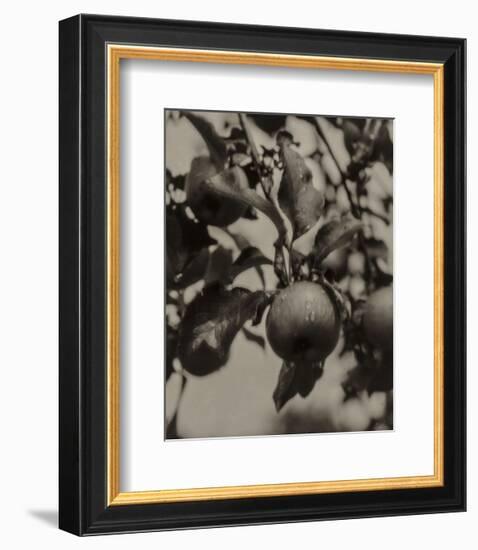 Apple and Drops of Rain, Lake George, 1922-Alfred Stieglitz-Framed Art Print