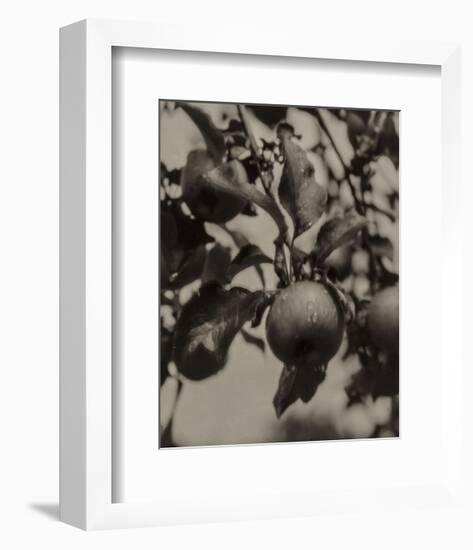 Apple and Drops of Rain, Lake George, 1922-Alfred Stieglitz-Framed Art Print