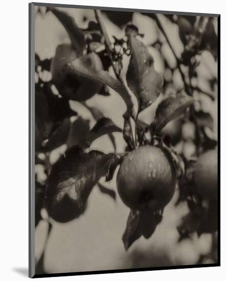 Apple and Drops of Rain, Lake George, 1922-Alfred Stieglitz-Mounted Art Print