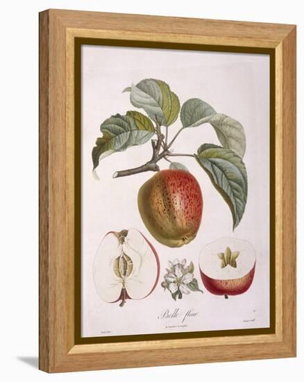 Apple Belle Fleur Henry Louis Duhamel Du Monceau, Botanical Plate by Pierre Jean Francois Turpin-null-Framed Premier Image Canvas