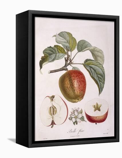 Apple Belle Fleur Henry Louis Duhamel Du Monceau, Botanical Plate by Pierre Jean Francois Turpin-null-Framed Premier Image Canvas