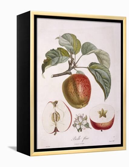 Apple Belle Fleur Henry Louis Duhamel Du Monceau, Botanical Plate by Pierre Jean Francois Turpin-null-Framed Premier Image Canvas