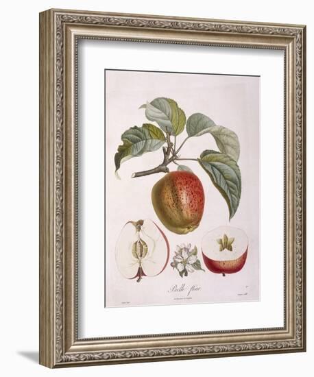 Apple Belle Fleur Henry Louis Duhamel Du Monceau, Botanical Plate by Pierre Jean Francois Turpin-null-Framed Giclee Print