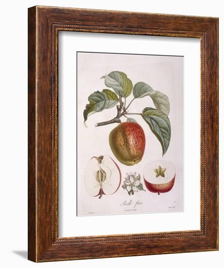 Apple Belle Fleur Henry Louis Duhamel Du Monceau, Botanical Plate by Pierre Jean Francois Turpin-null-Framed Giclee Print