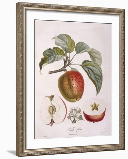 Apple Belle Fleur Henry Louis Duhamel Du Monceau, Botanical Plate by Pierre Jean Francois Turpin-null-Framed Giclee Print