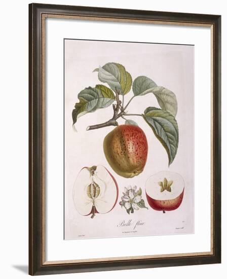 Apple Belle Fleur Henry Louis Duhamel Du Monceau, Botanical Plate by Pierre Jean Francois Turpin-null-Framed Giclee Print