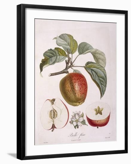Apple Belle Fleur Henry Louis Duhamel Du Monceau, Botanical Plate by Pierre Jean Francois Turpin-null-Framed Giclee Print