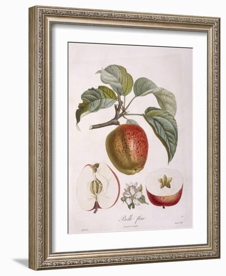 Apple Belle Fleur Henry Louis Duhamel Du Monceau, Botanical Plate by Pierre Jean Francois Turpin-null-Framed Giclee Print