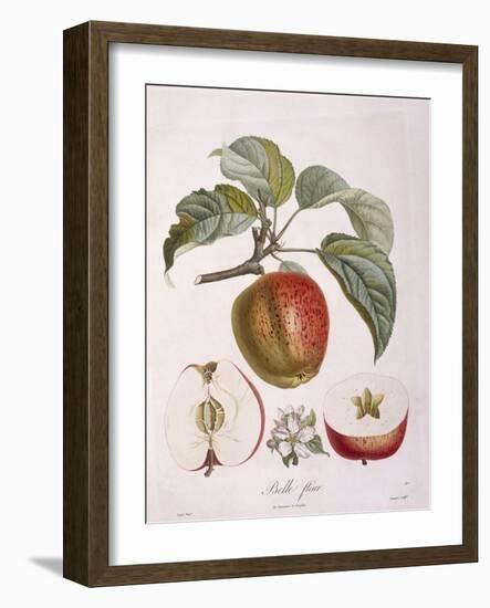 Apple Belle Fleur Henry Louis Duhamel Du Monceau, Botanical Plate by Pierre Jean Francois Turpin-null-Framed Giclee Print