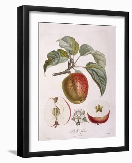 Apple Belle Fleur Henry Louis Duhamel Du Monceau, Botanical Plate by Pierre Jean Francois Turpin-null-Framed Giclee Print