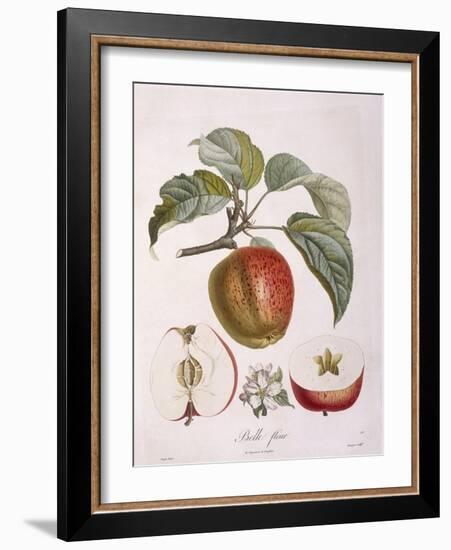 Apple Belle Fleur Henry Louis Duhamel Du Monceau, Botanical Plate by Pierre Jean Francois Turpin-null-Framed Giclee Print