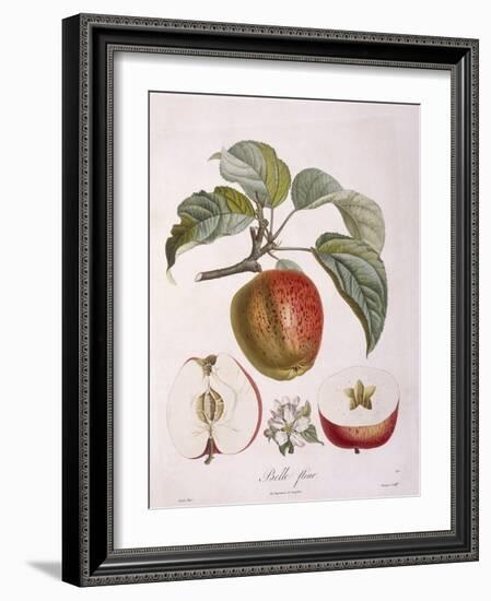 Apple Belle Fleur Henry Louis Duhamel Du Monceau, Botanical Plate by Pierre Jean Francois Turpin-null-Framed Giclee Print