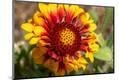 Premium Photographic Print