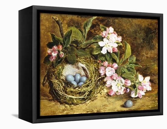 Apple Blossom and a Bird's Nest-H. Barnard Grey-Framed Premier Image Canvas