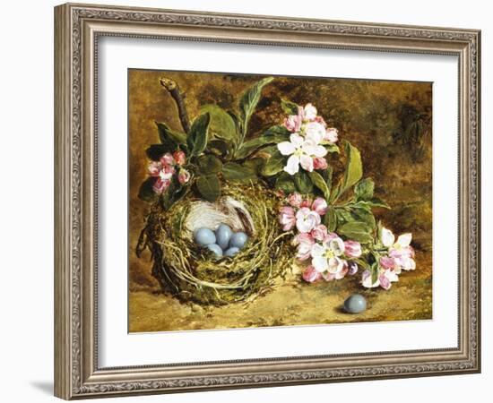 Apple Blossom and a Bird's Nest-H. Barnard Grey-Framed Giclee Print