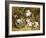 Apple Blossom and a Bird's Nest-H. Barnard Grey-Framed Giclee Print